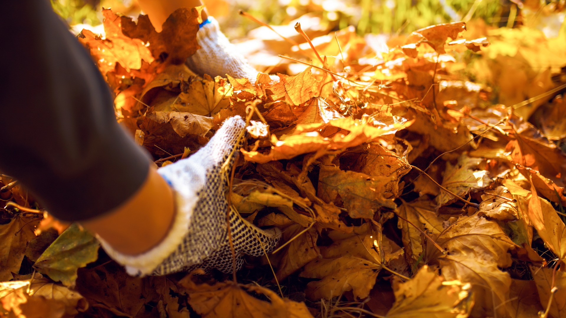 picking up leaves
